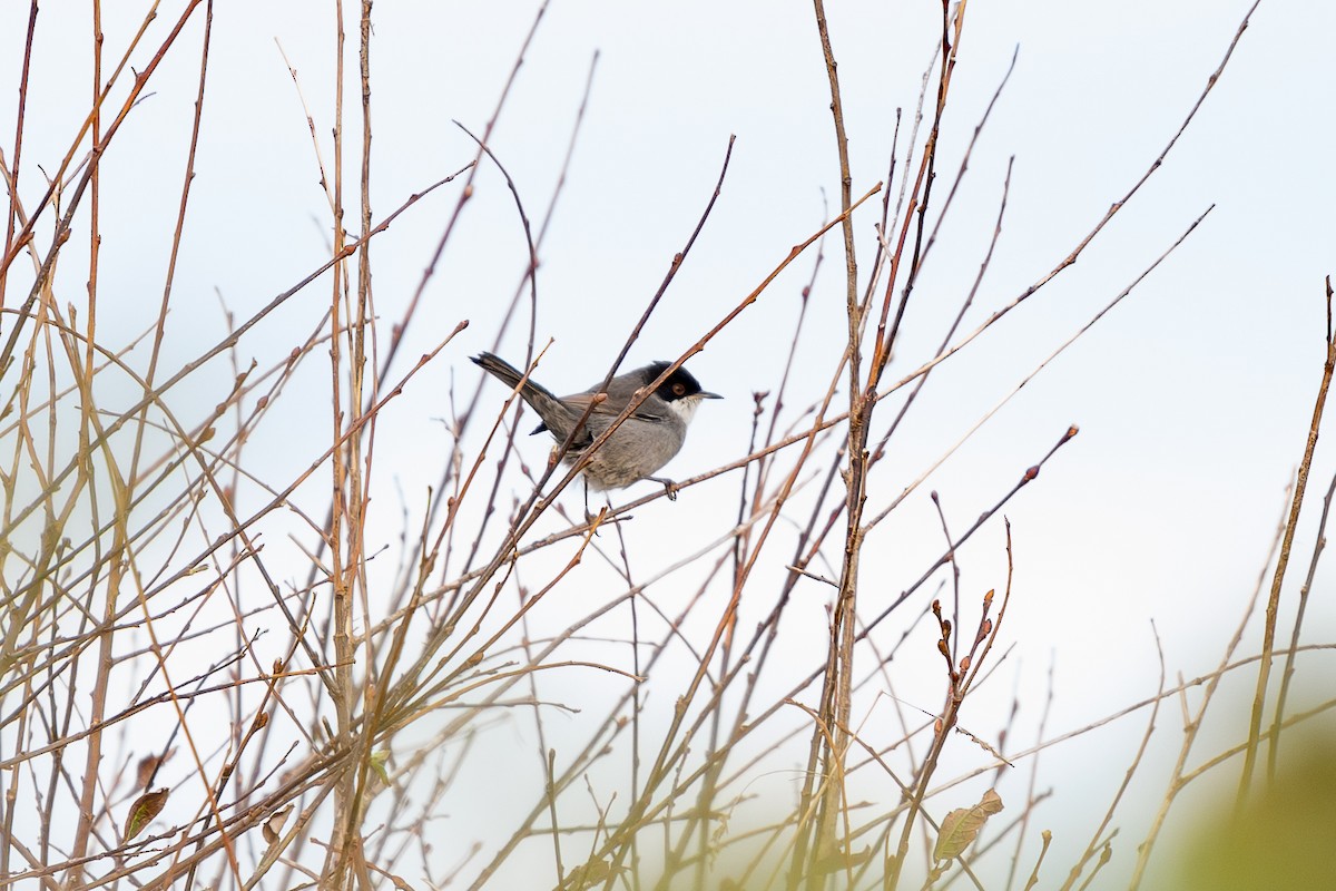 Sardinian Warbler - ML646130772