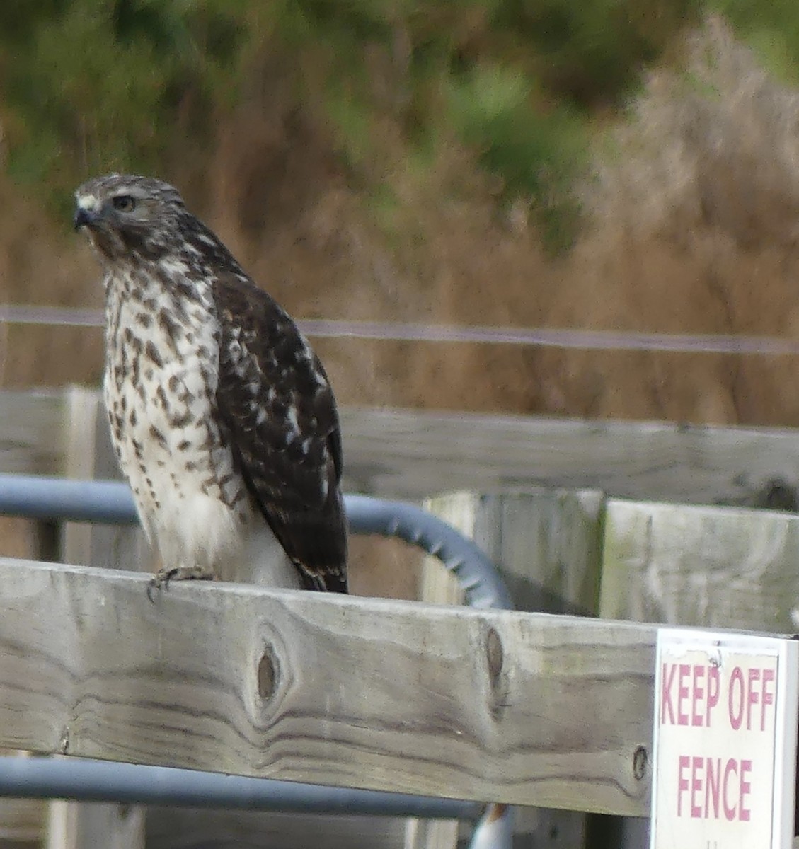 カタアカノスリ - ML646130775