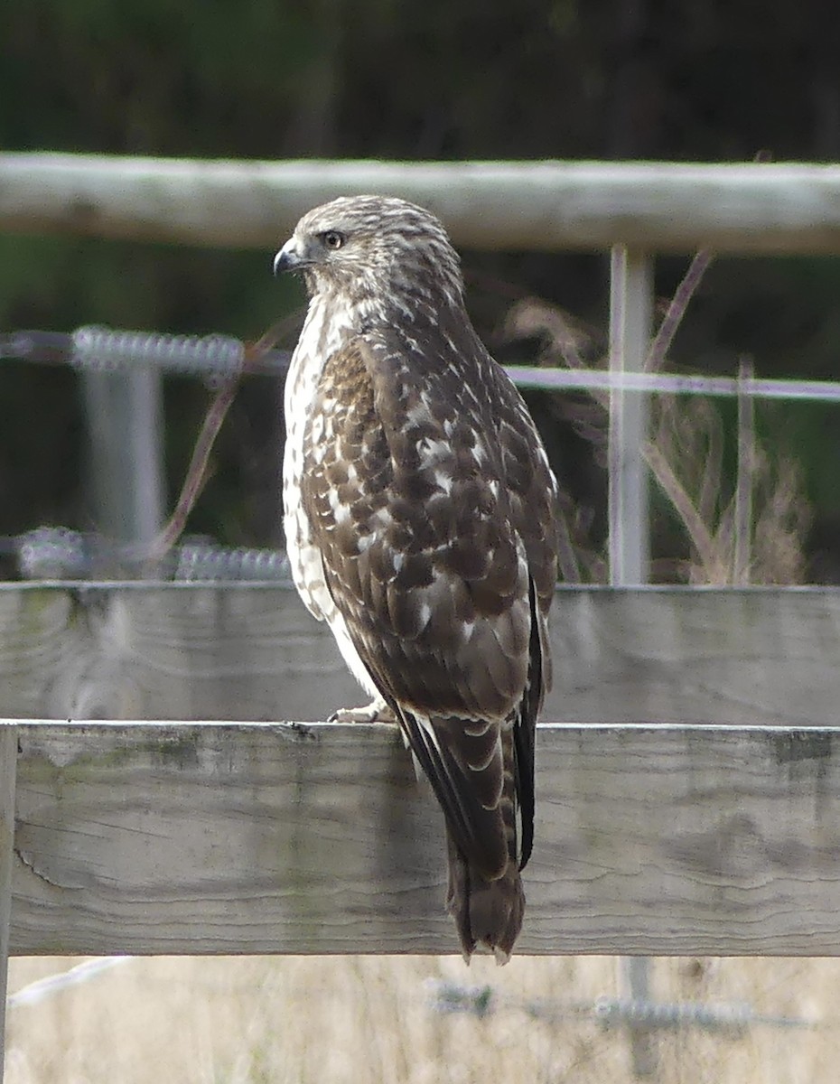 カタアカノスリ - ML646130776