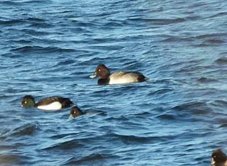 Common Pochard x Tufted Duck (hybrid) - ML646130780