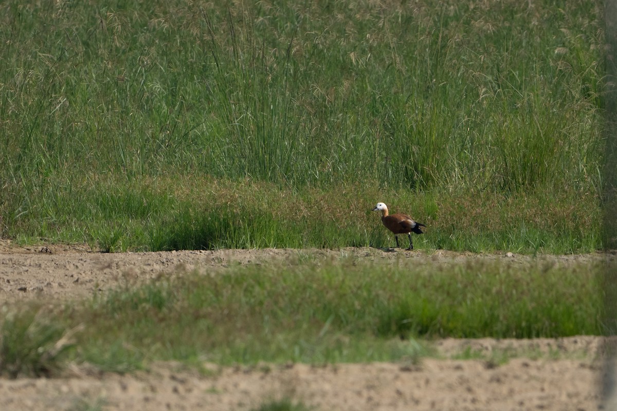 Rostgans - ML646130782