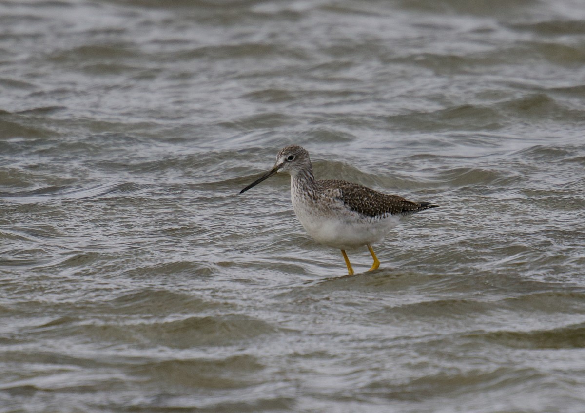 Greater Yellowlegs - ML646130788