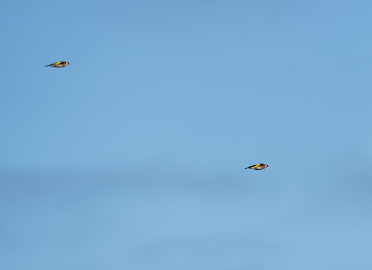 stillits - ML646130789