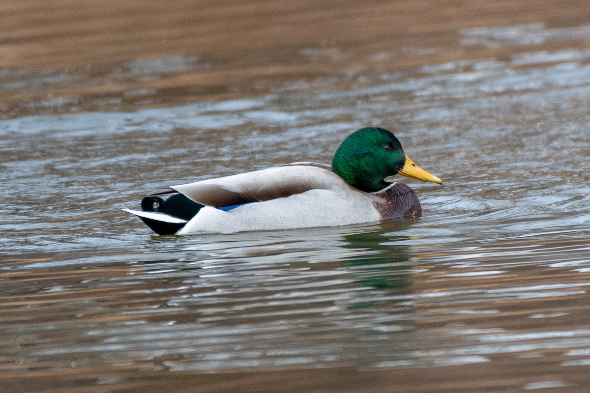 Mallard - ML646130790