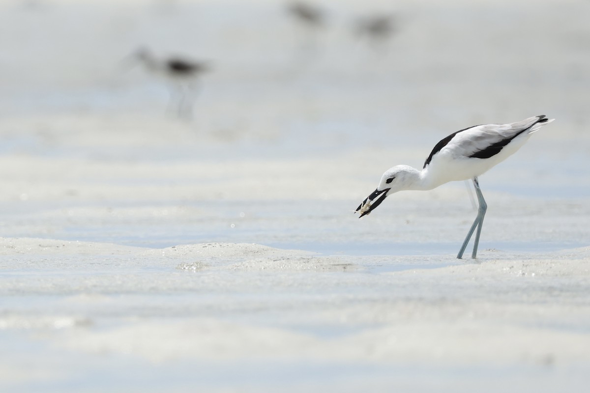 Crab-Plover - ML646130791
