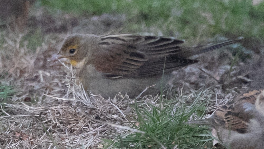 Dickcissel - ML646130792