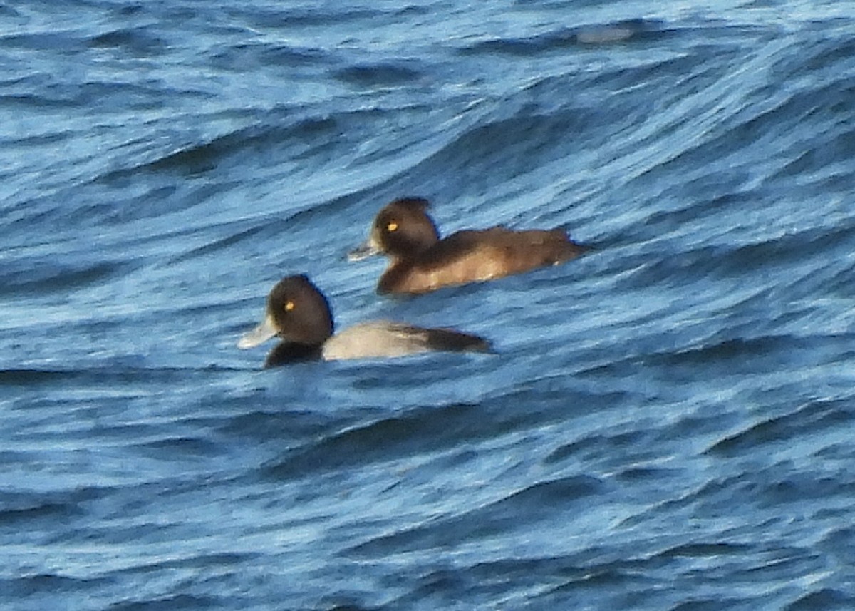 Lesser Scaup - ML646130794