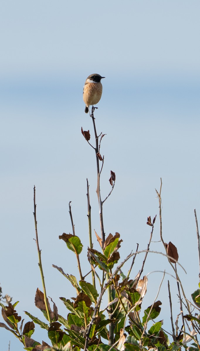 svartstrupe - ML646130815