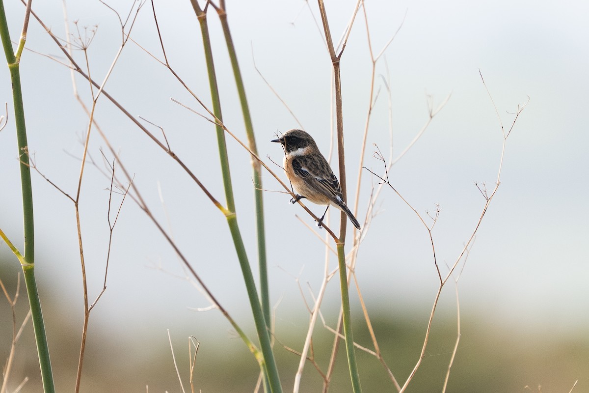 svartstrupe - ML646130816