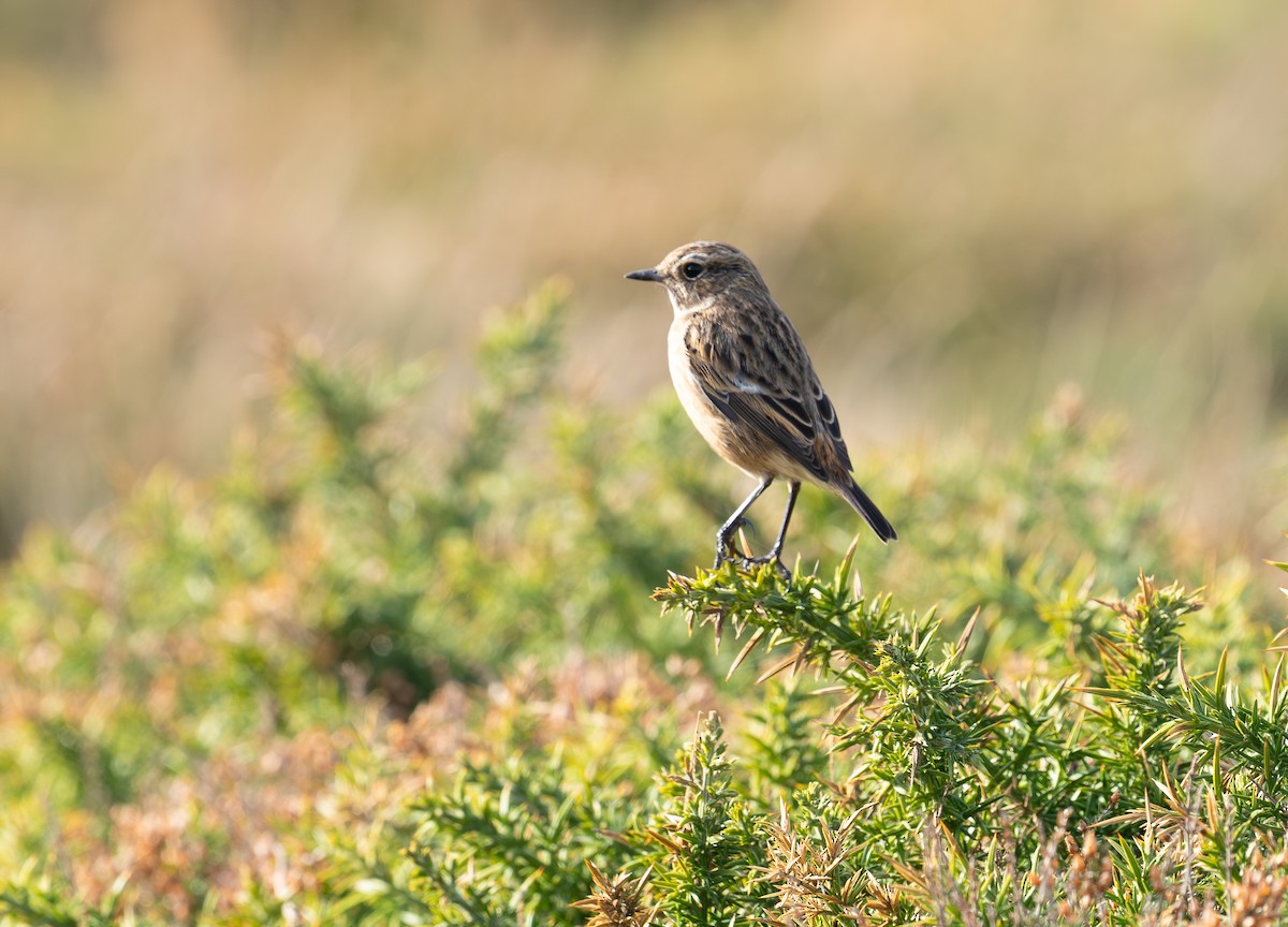 svartstrupe - ML646130817