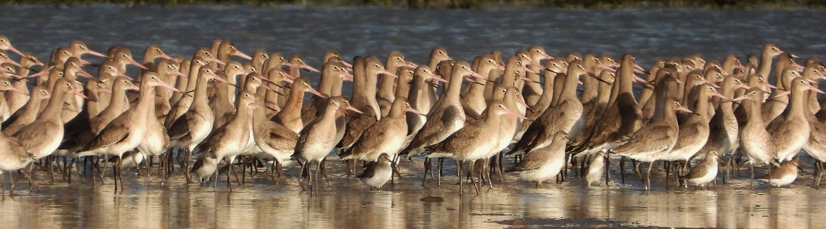 Black-tailed Godwit - ML646130825