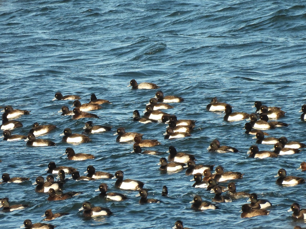 Lesser Scaup - ML646130828