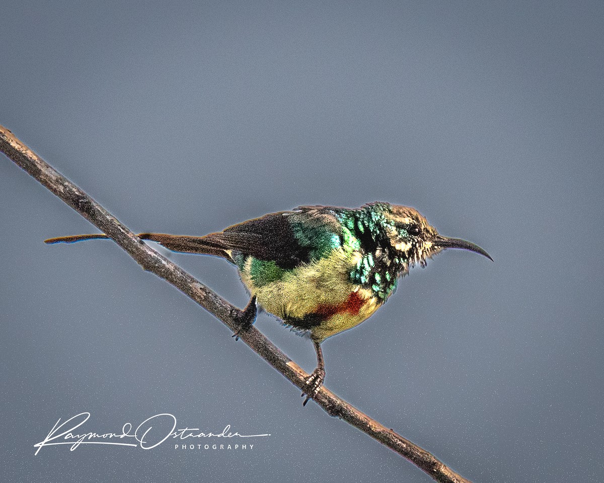 strdimil nádherný - ML646130835