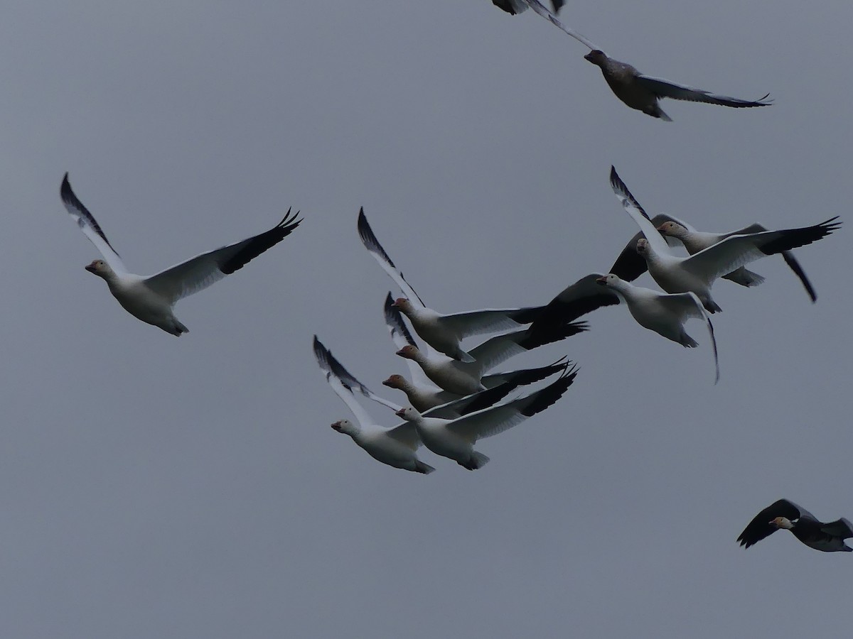 ハクガン - ML646130844