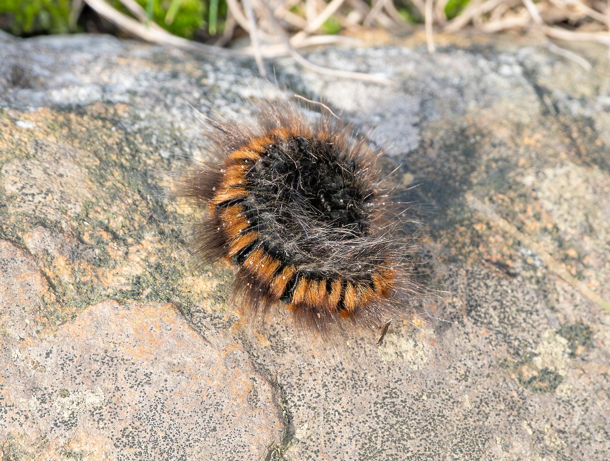 Pine Processionary-moth - ML646130847