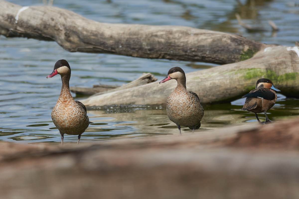 שרשיר אדום-מקור - ML646130848
