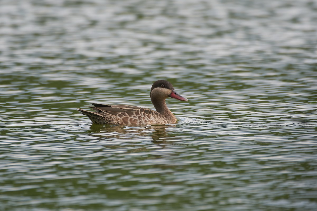 שרשיר אדום-מקור - ML646130849