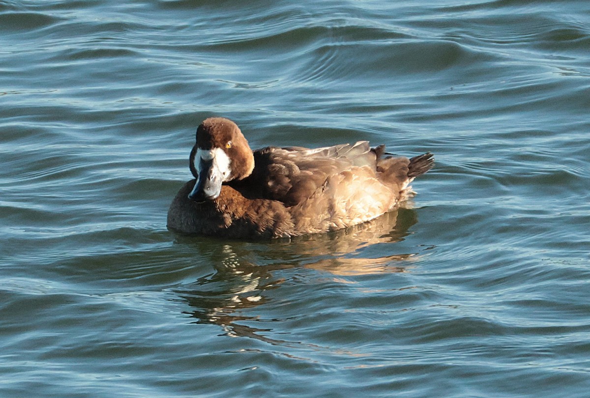 Greater Scaup - ML646130854