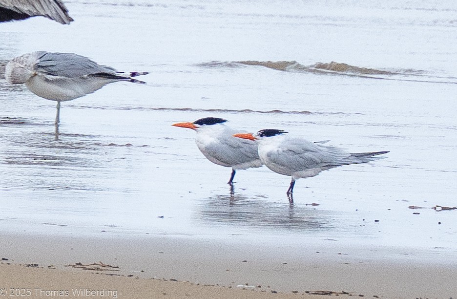 Royal Tern - ML646130856