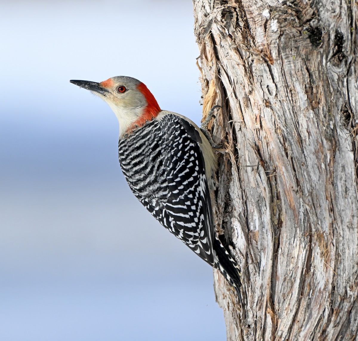 Red-bellied Woodpecker - ML646130861