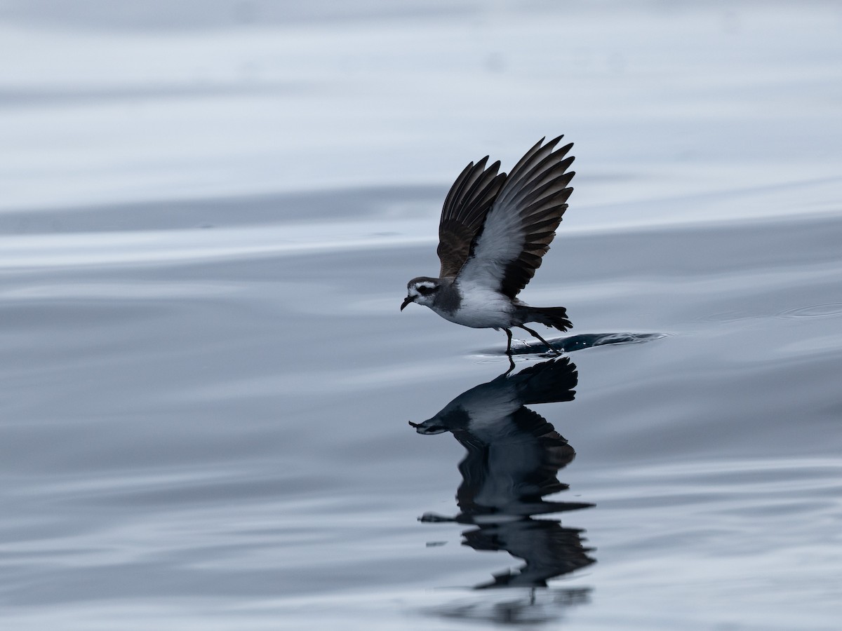 fregattstormsvale - ML646130863