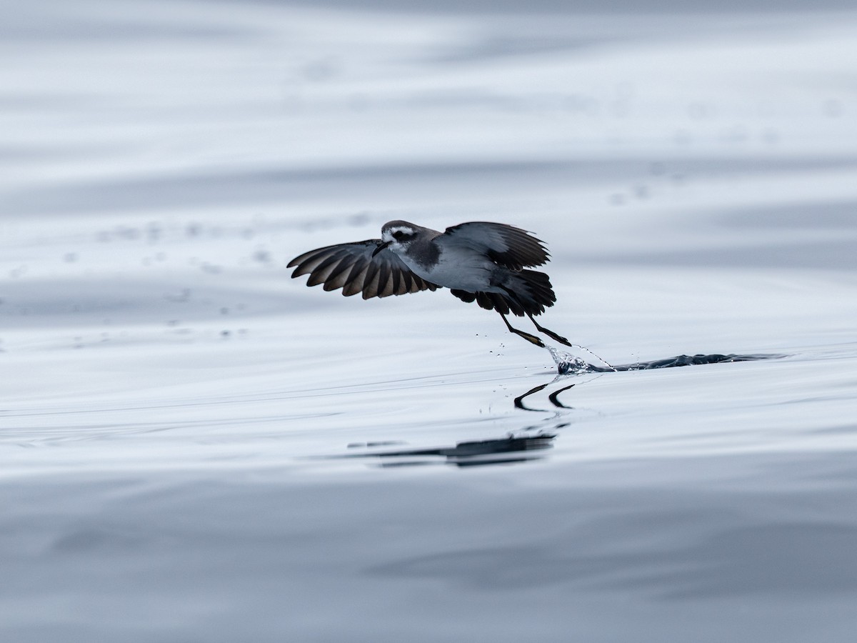 fregattstormsvale - ML646130864