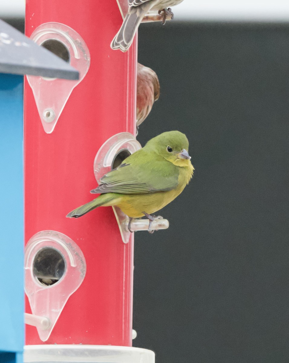 Painted Bunting - ML646130865