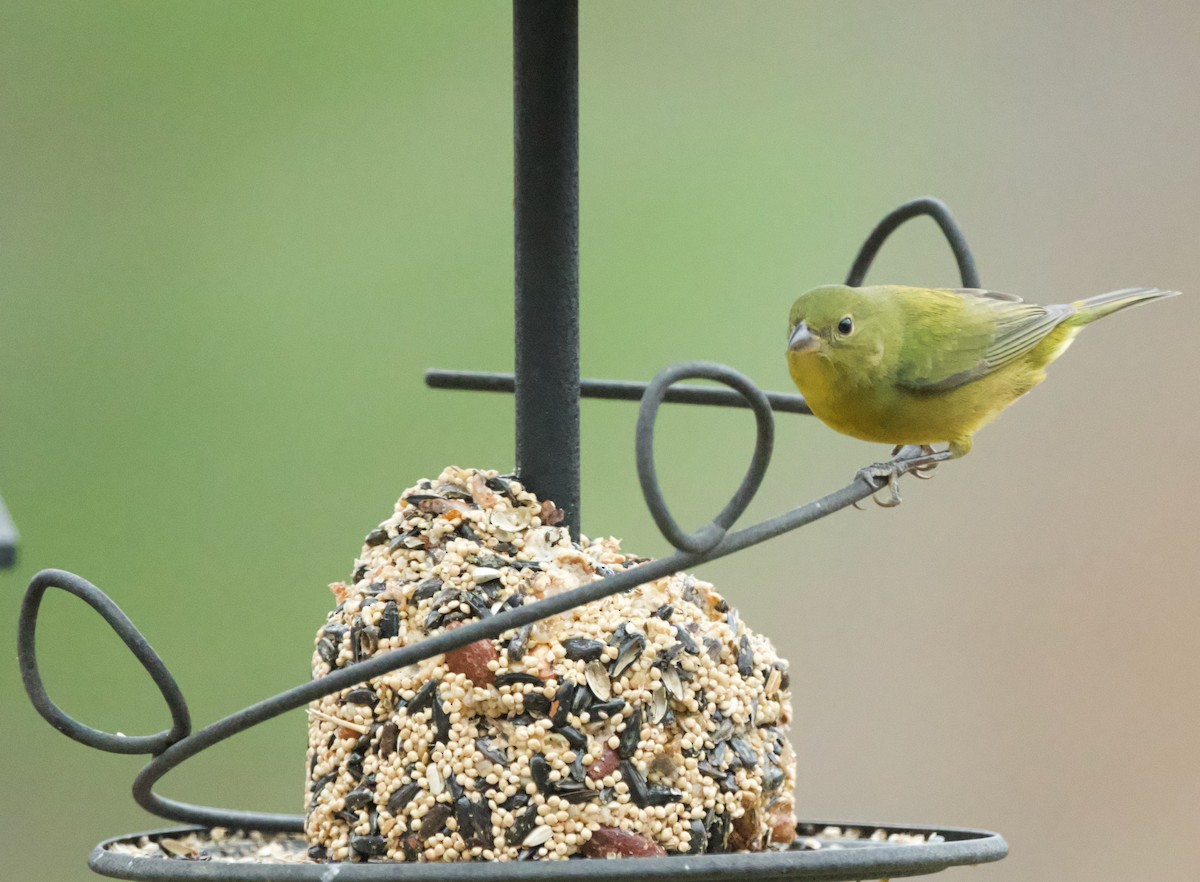 Painted Bunting - ML646130866