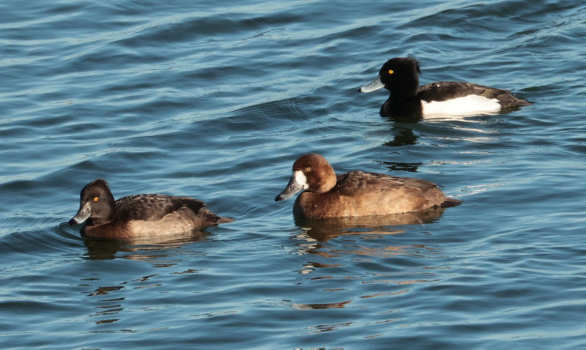 Greater Scaup - ML646130869