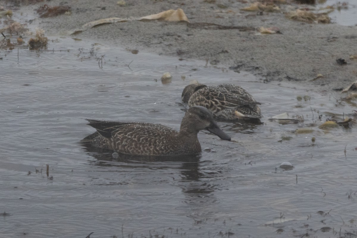 Zertzeta hegalurdina - ML646130870