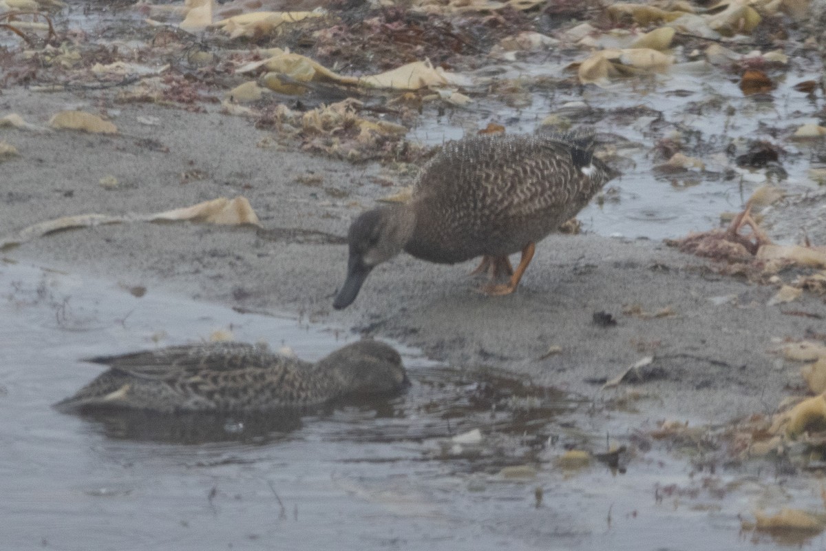 Zertzeta hegalurdina - ML646130871