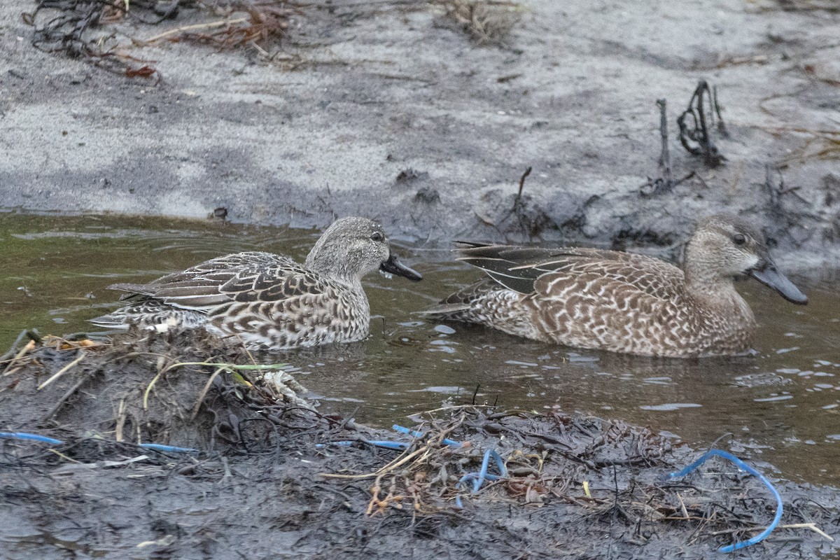 Zertzeta hegalurdina - ML646130875