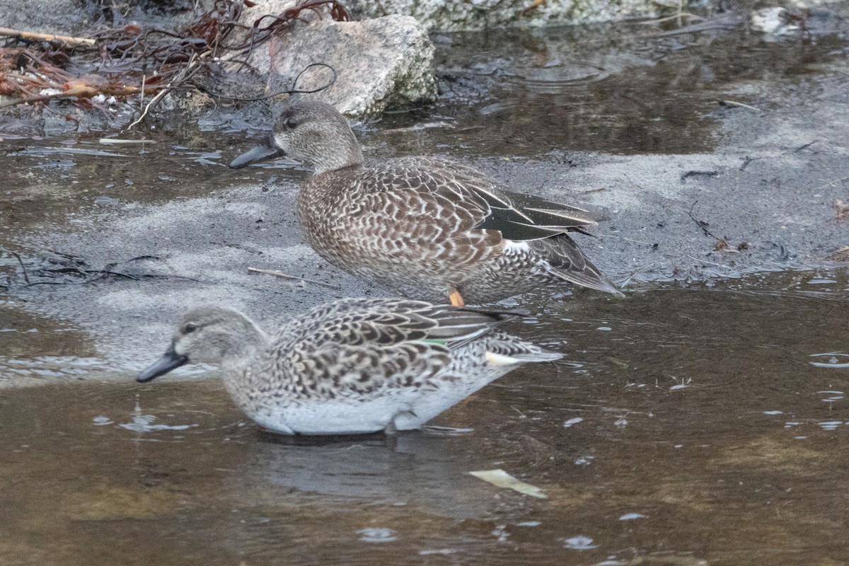 Zertzeta hegalurdina - ML646130876