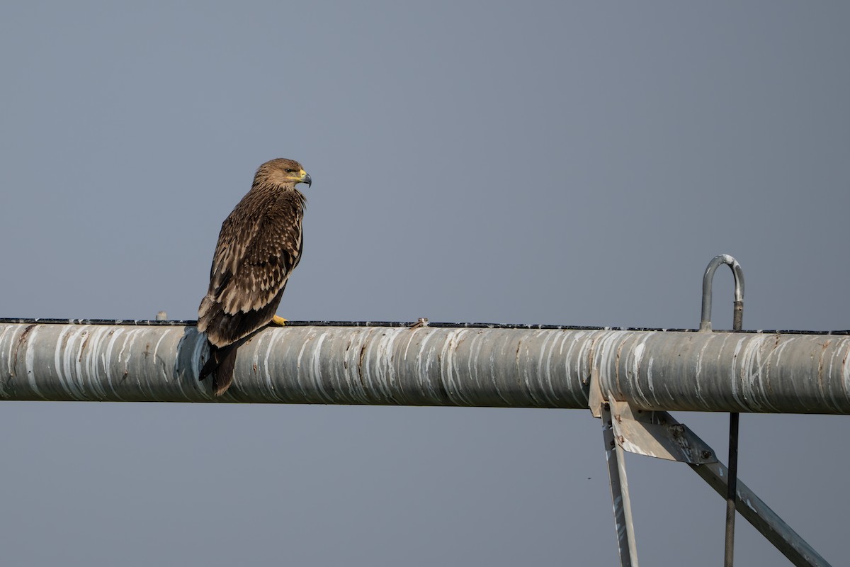 Kaiseradler - ML646130882