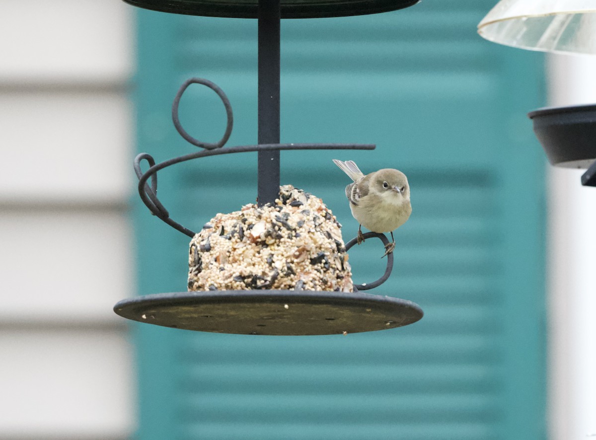 Pine Warbler - ML646130887