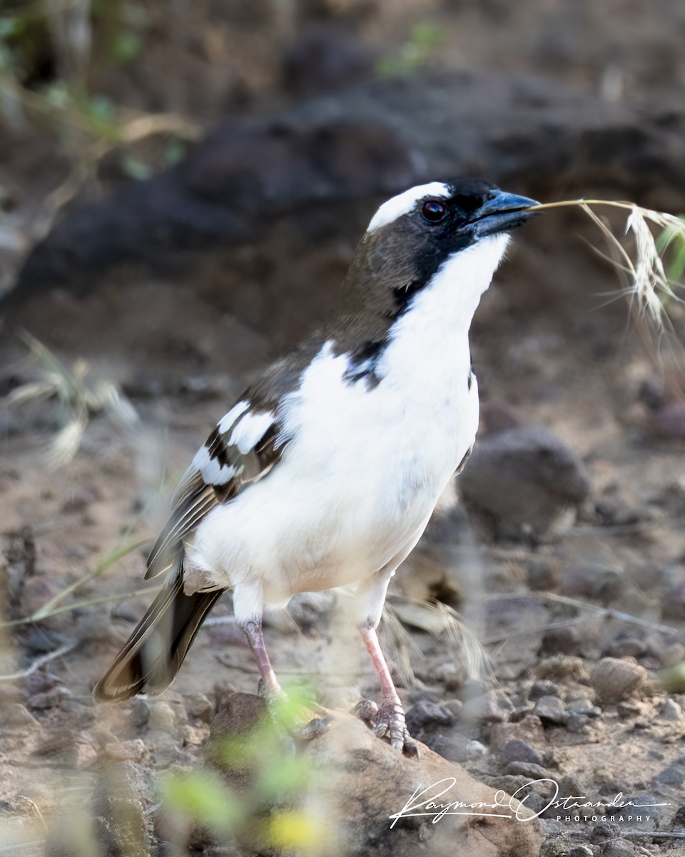 White-browed Sparrow-Weaver - ML646130888