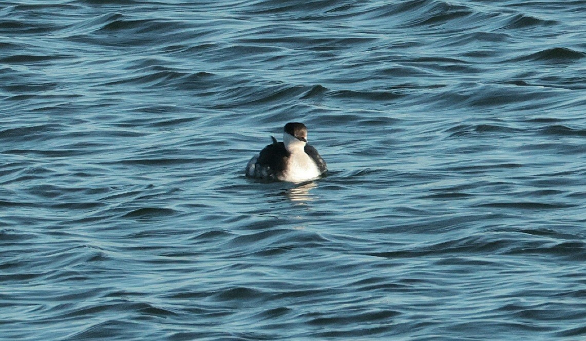 Horned Grebe - ML646130894