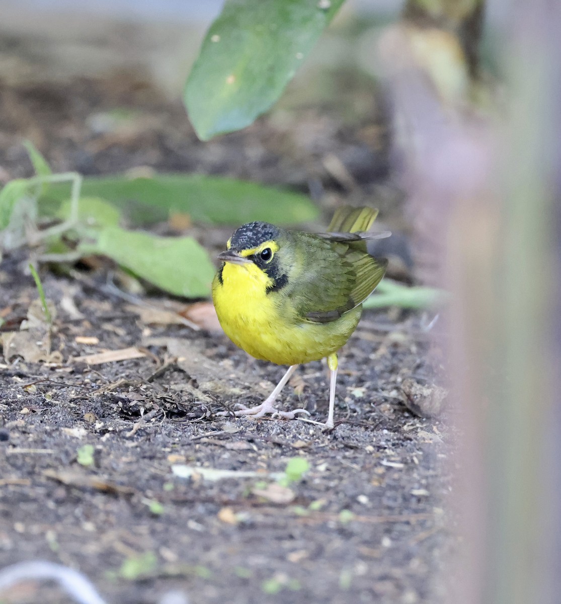 Kentucky Warbler - ML646130896