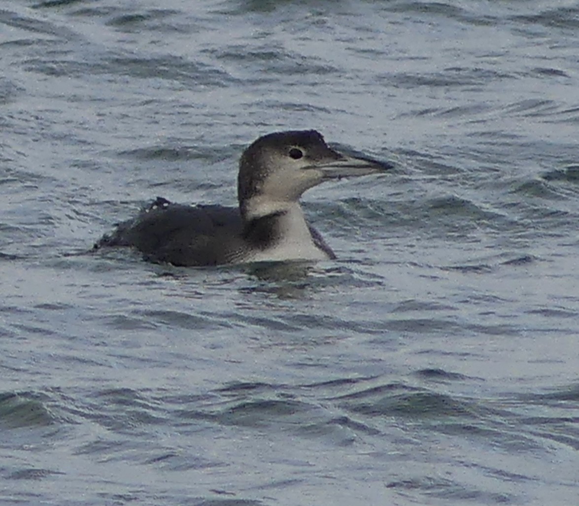 ハシグロアビ - ML646130899