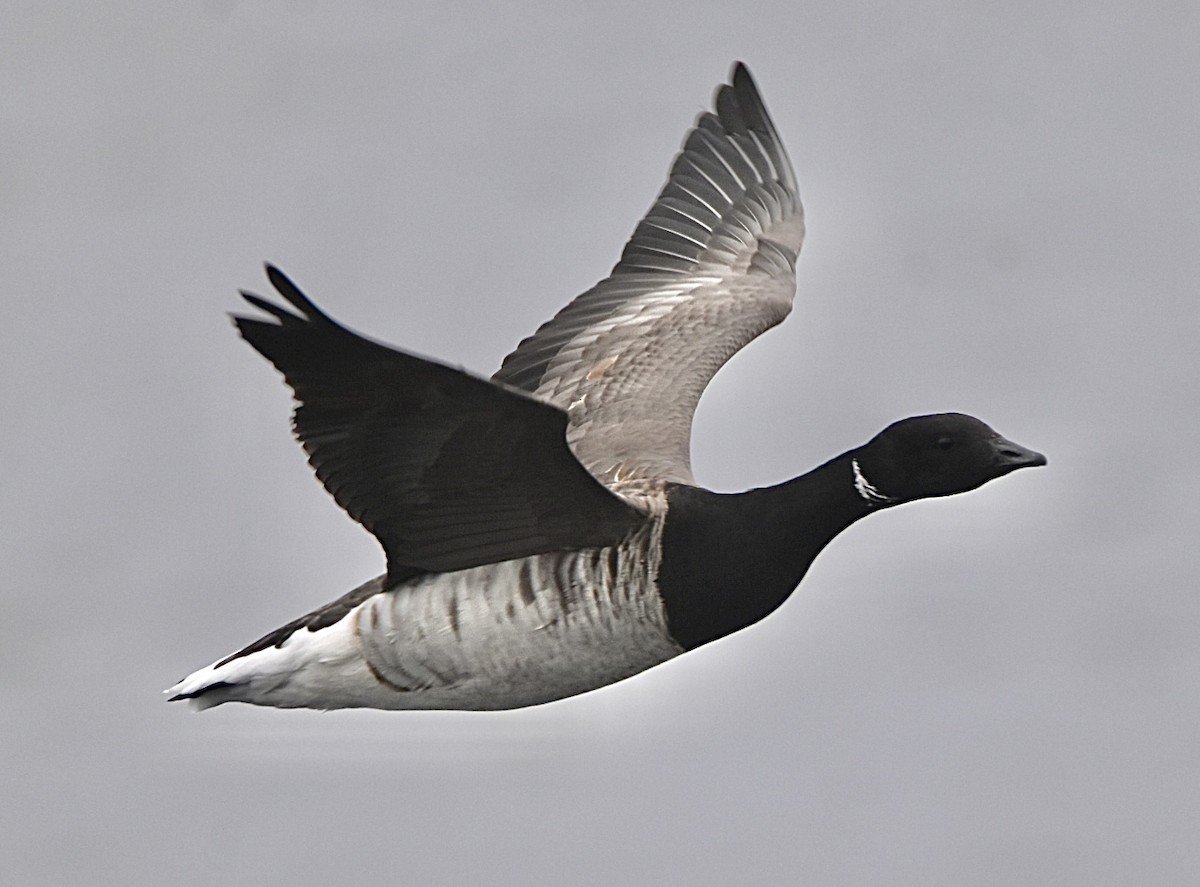 Brant - ML646130905