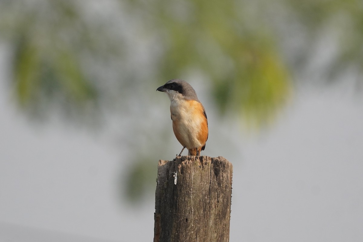 Gray-backed Shrike - ML646130910