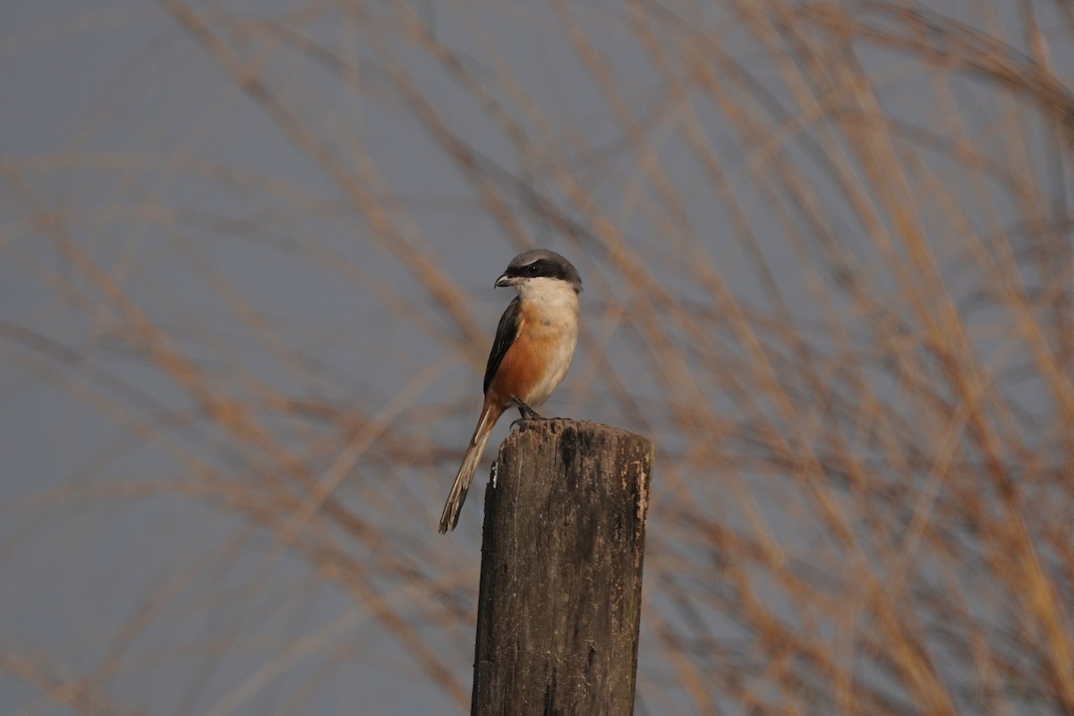 Gray-backed Shrike - ML646130911