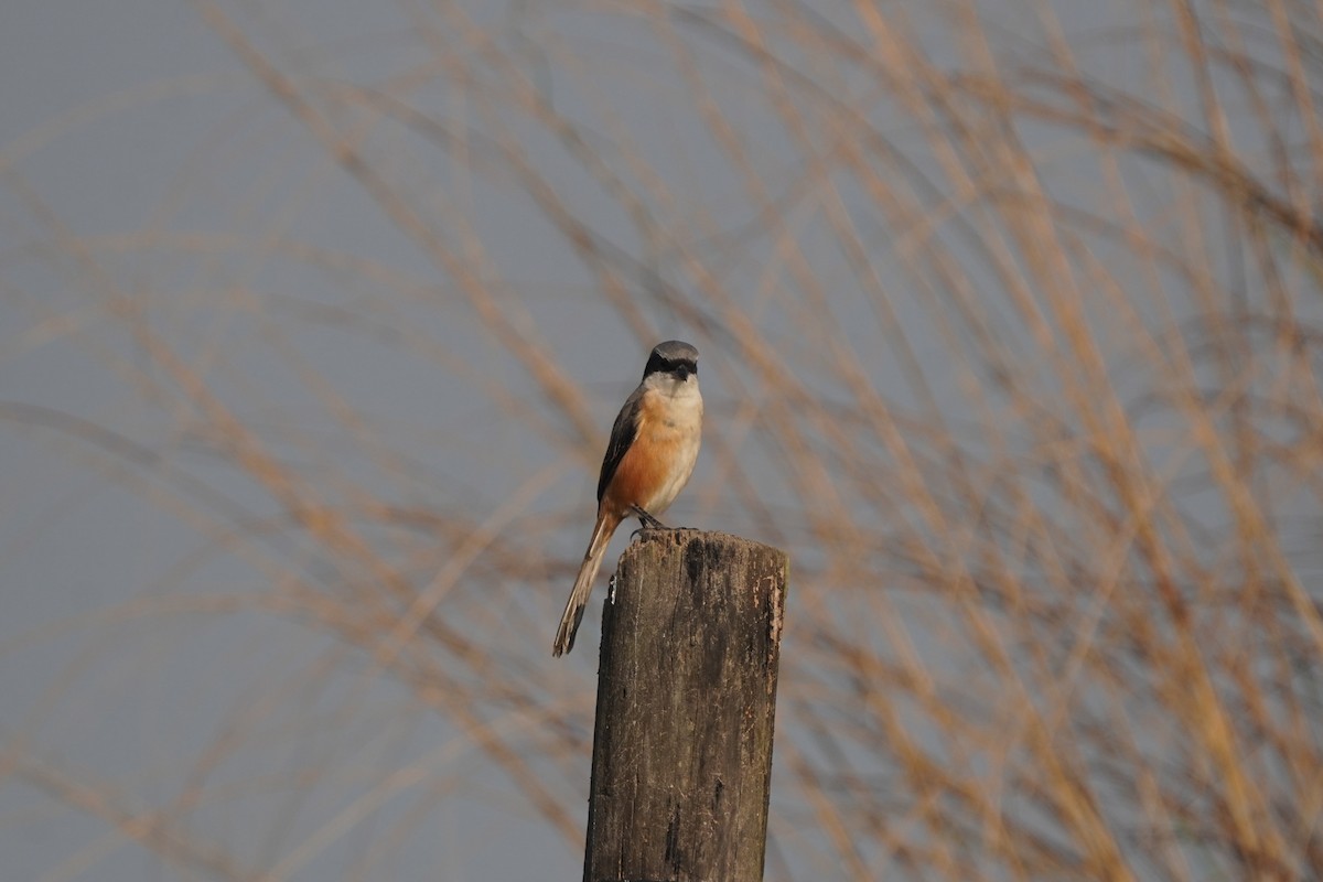 Gray-backed Shrike - ML646130912