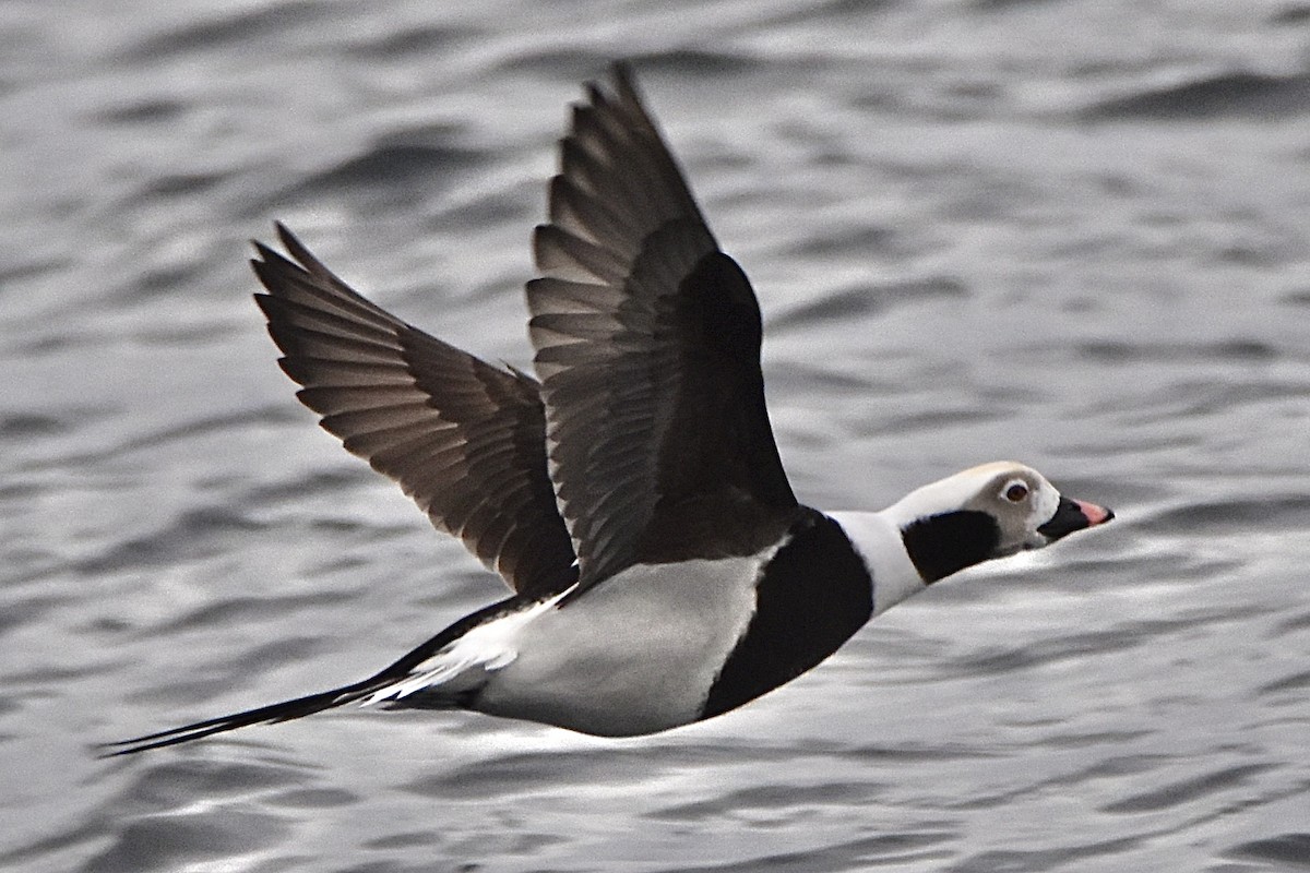Long-tailed Duck - ML646130919