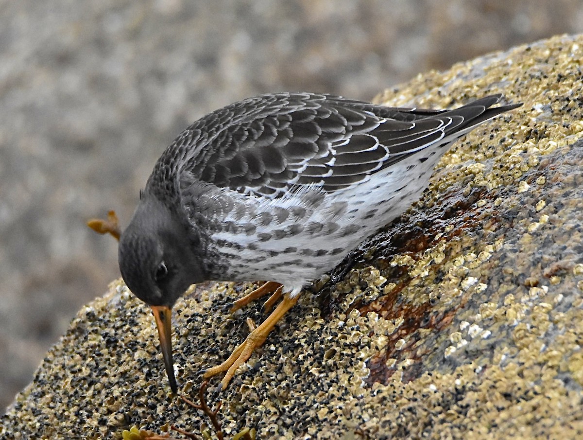 Purple Sandpiper - ML646130926