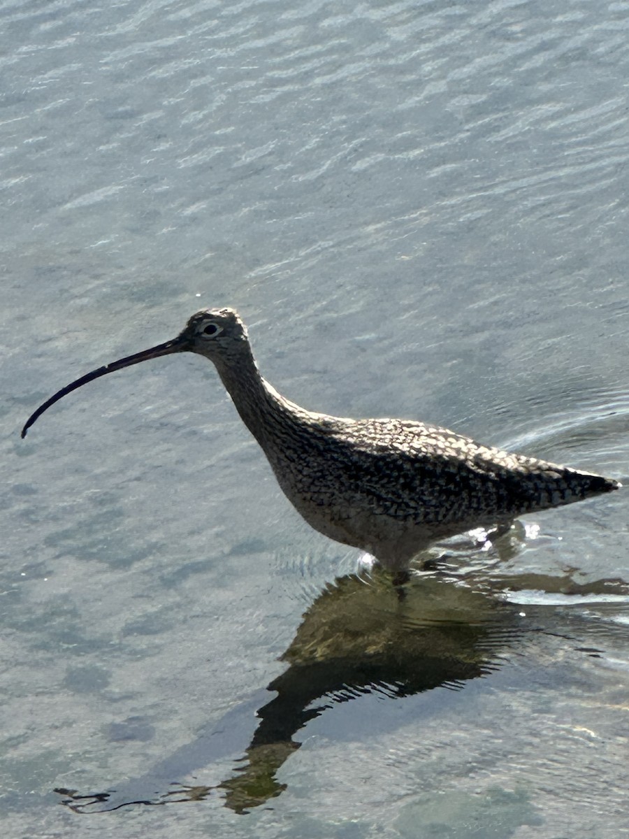 Long-billed Curlew - ML646130927