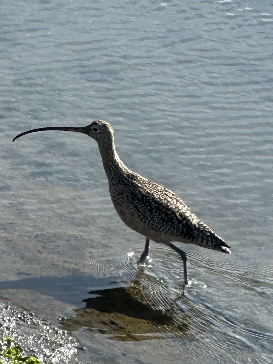 Long-billed Curlew - ML646130928
