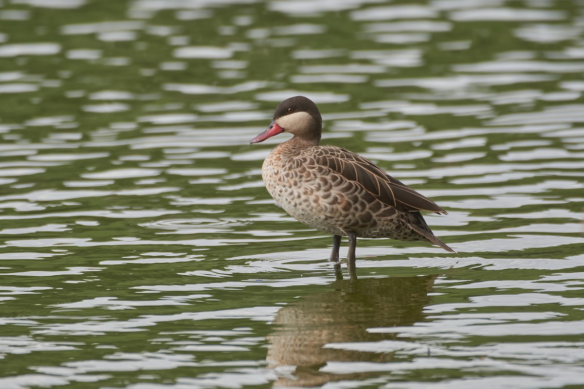 שרשיר אדום-מקור - ML646130932