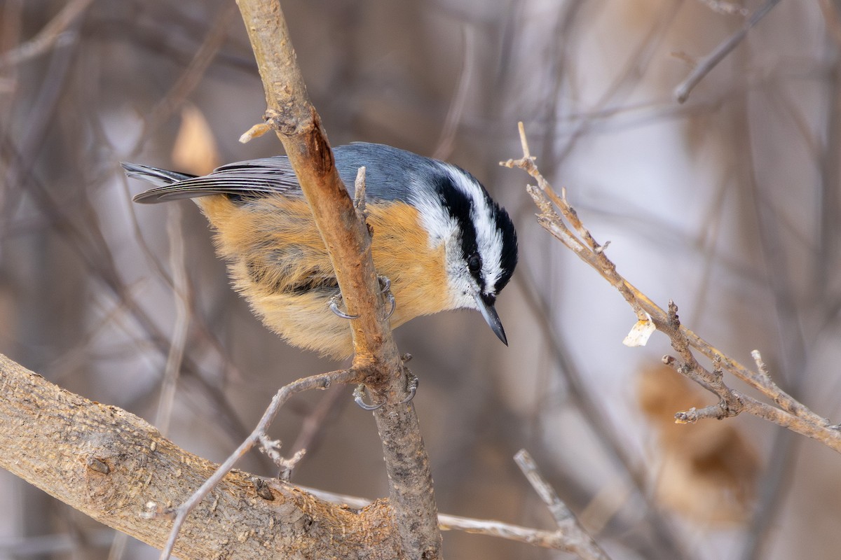 Red-breasted Nuthatch - ML646130936