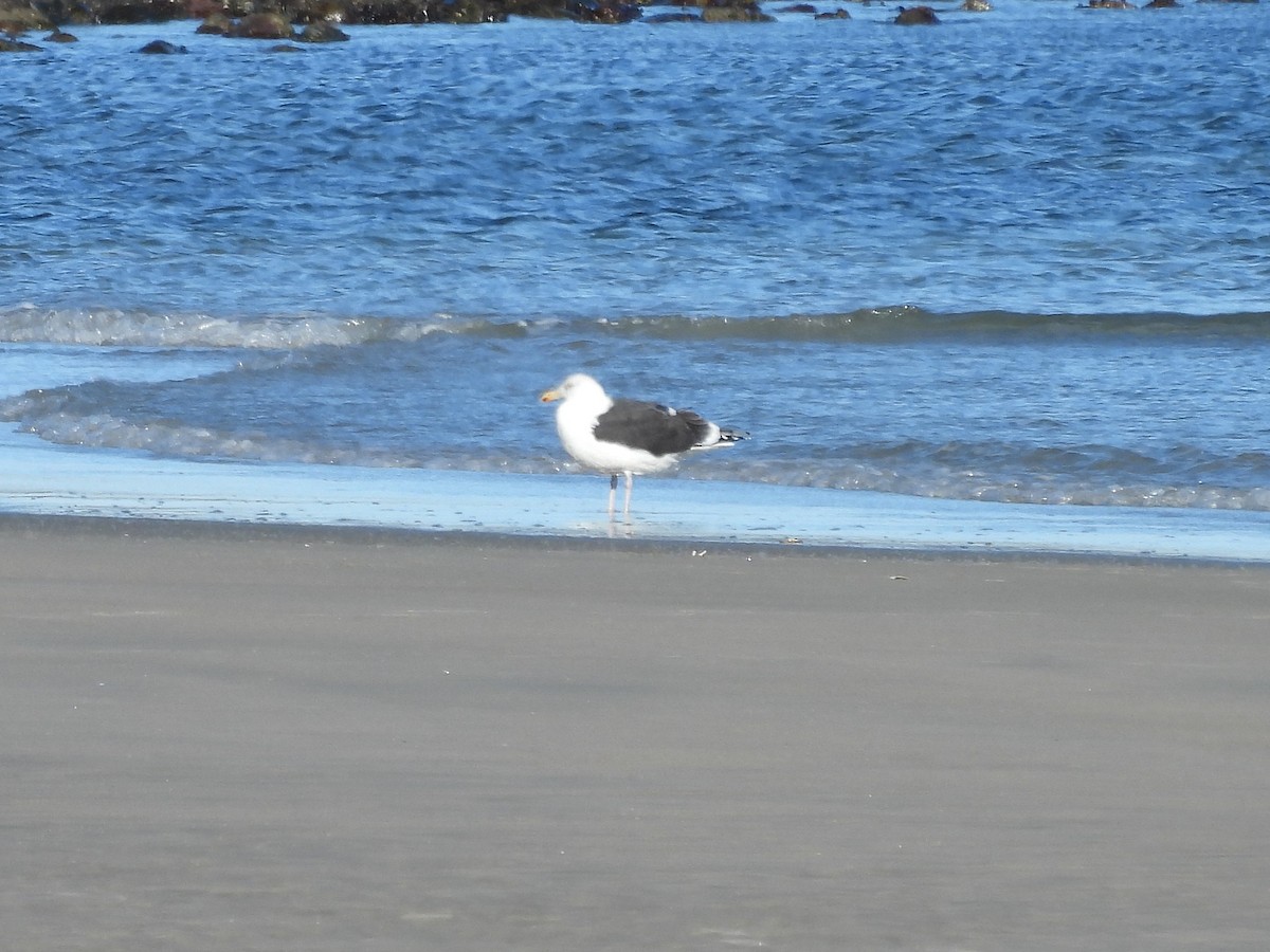 racek mořský - ML646130937